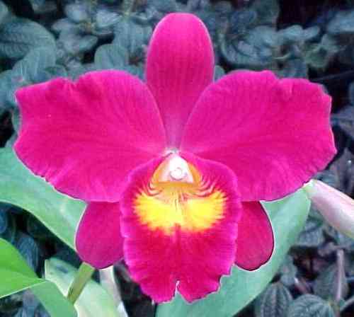 Sophrolaeliocattleya Wendys Valentine 'June' AM-AOS